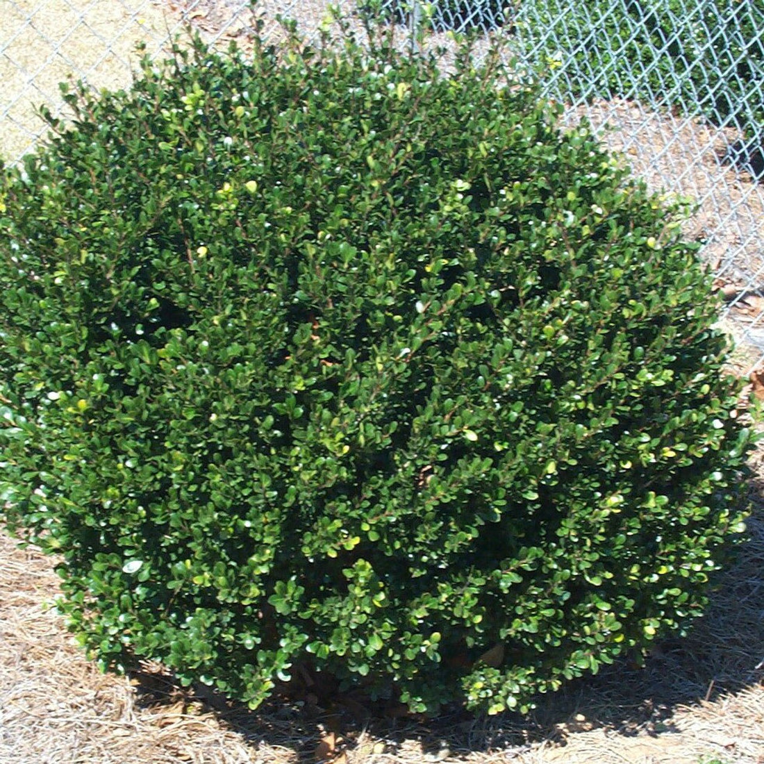 Japanese Holly (Ilex crenata) - Ladybird Nursery