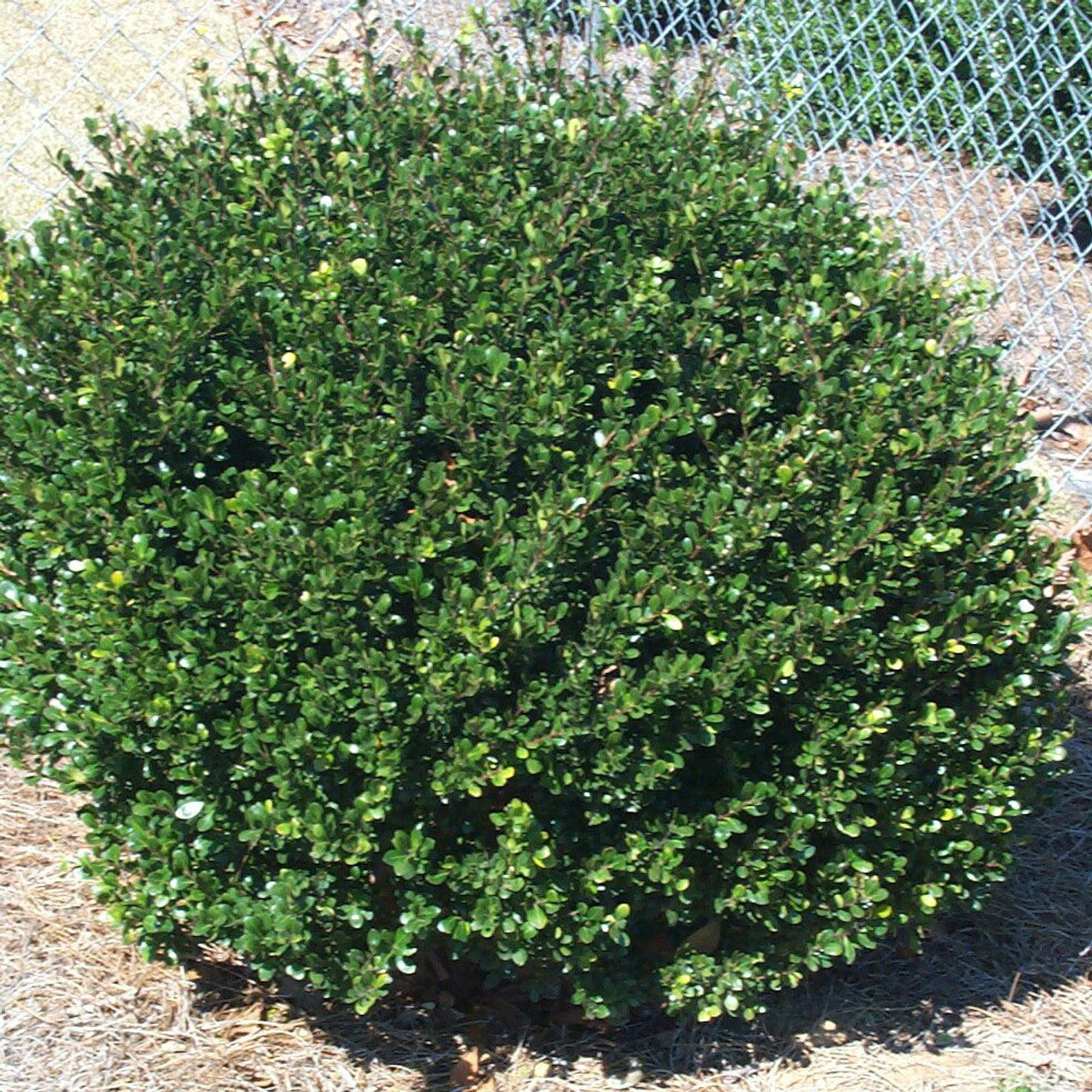 Japanese Holly (Ilex crenata)