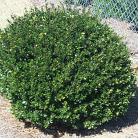 Japanese Holly (Ilex crenata)