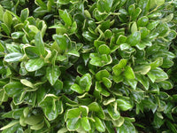 Chinese Holly Burfordii (Ilex cornuta)