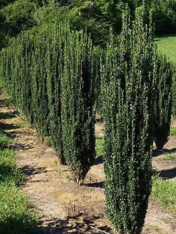 Sky Pencil Holly (Ilex crenata) - Ladybird Nursery
