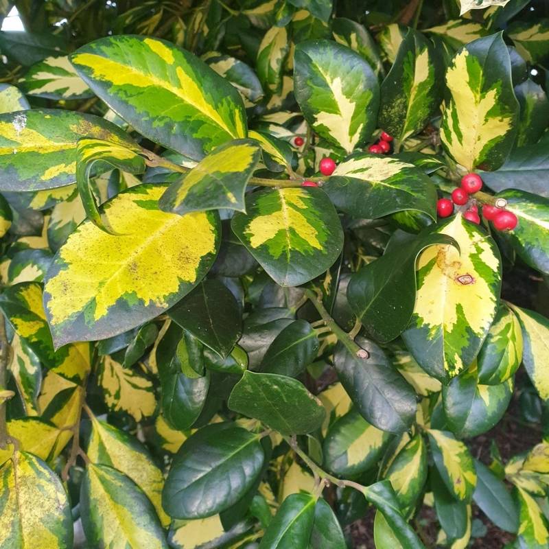 Holly altaclerensis Lawsoniana (Ilex x)