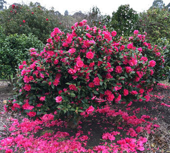 Sasanqua Camellia Slimline With Love (Camellia sasanqua)