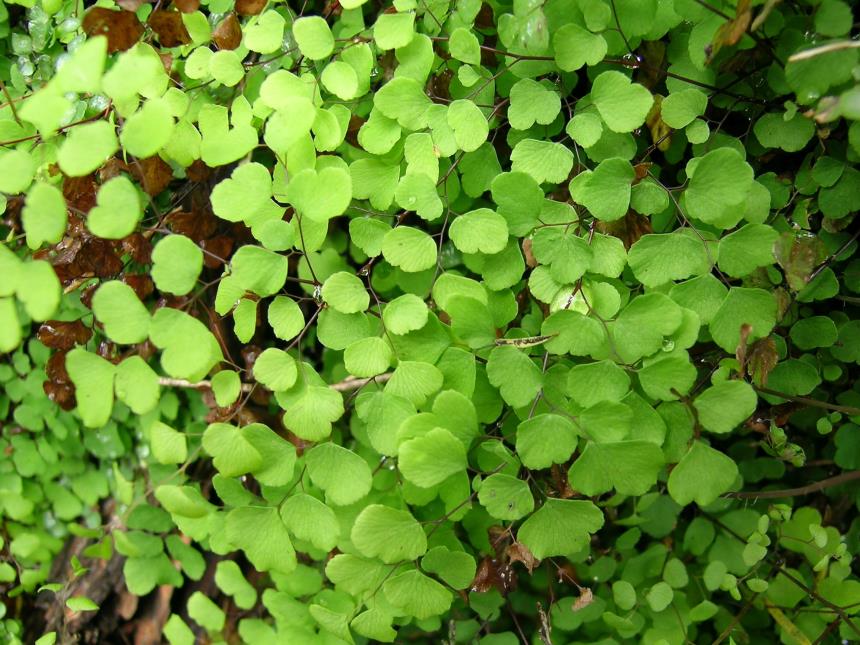 Native Maidenhair Fern (Adiantum aethiopicum) - Ladybird Nursery