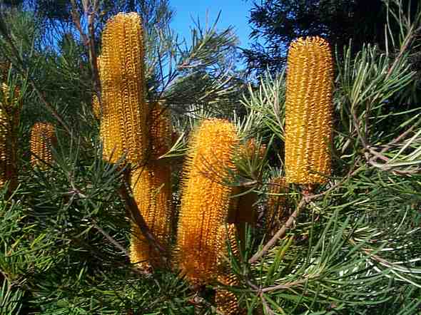 Hill Banksia Collina (Banksia spinulosa) - Ladybird Nursery