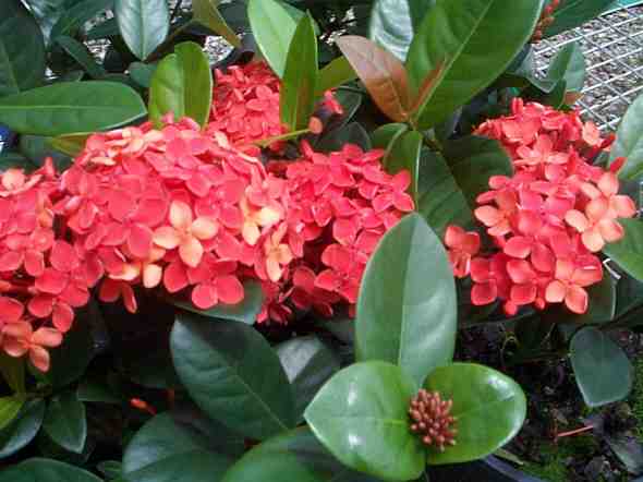 Ixora Coral Fire - Ladybird Nursery