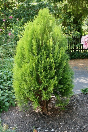 Arborvitae Rosedalis (Thuja orientalis)