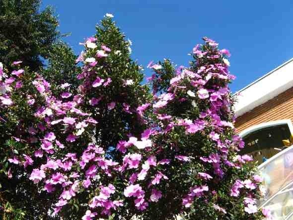 Tobouchina Noelene (Tibouchina) - Ladybird Nursery