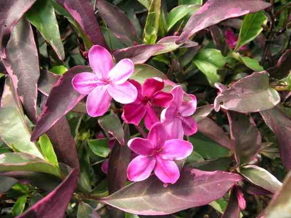 Purple Gem Barleria (Barleria obtusa)