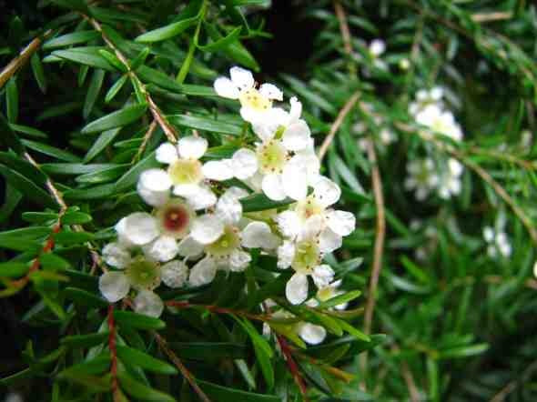 Clarence River Babingtonia (Babingtonia sp.)
