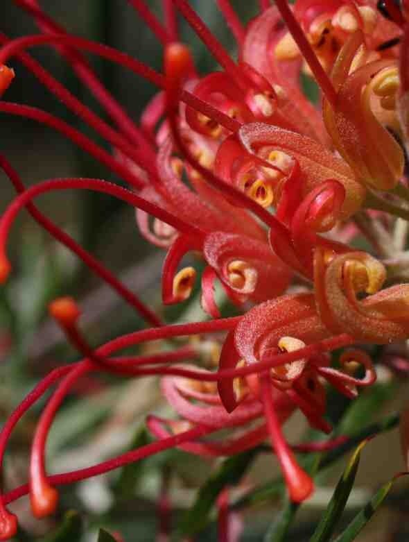 Grevillea Jester - Ladybird Nursery