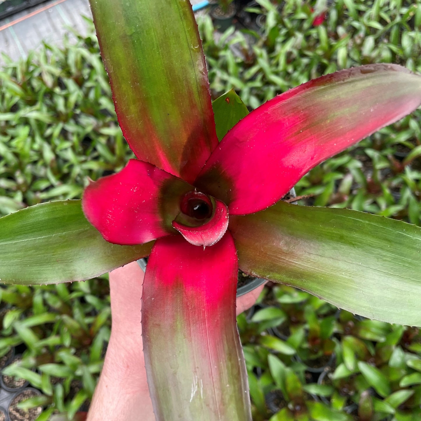 Bromeliad (Neoregelia carolinae)