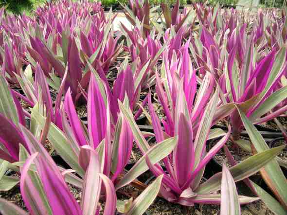 Spiderwort Stripe Me Pink Rhoeo (Tradescantia spathacea) - Ladybird Nursery