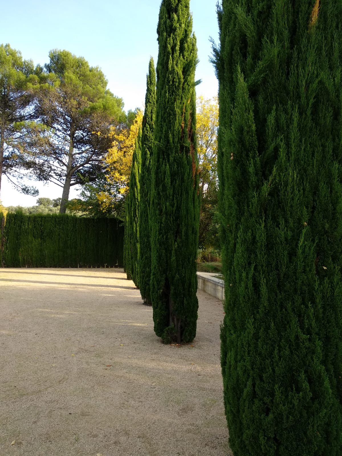 Italian Cypress Nitschke's - Advanced 300mm Pot (Pickup only) - Ladybird Nursery