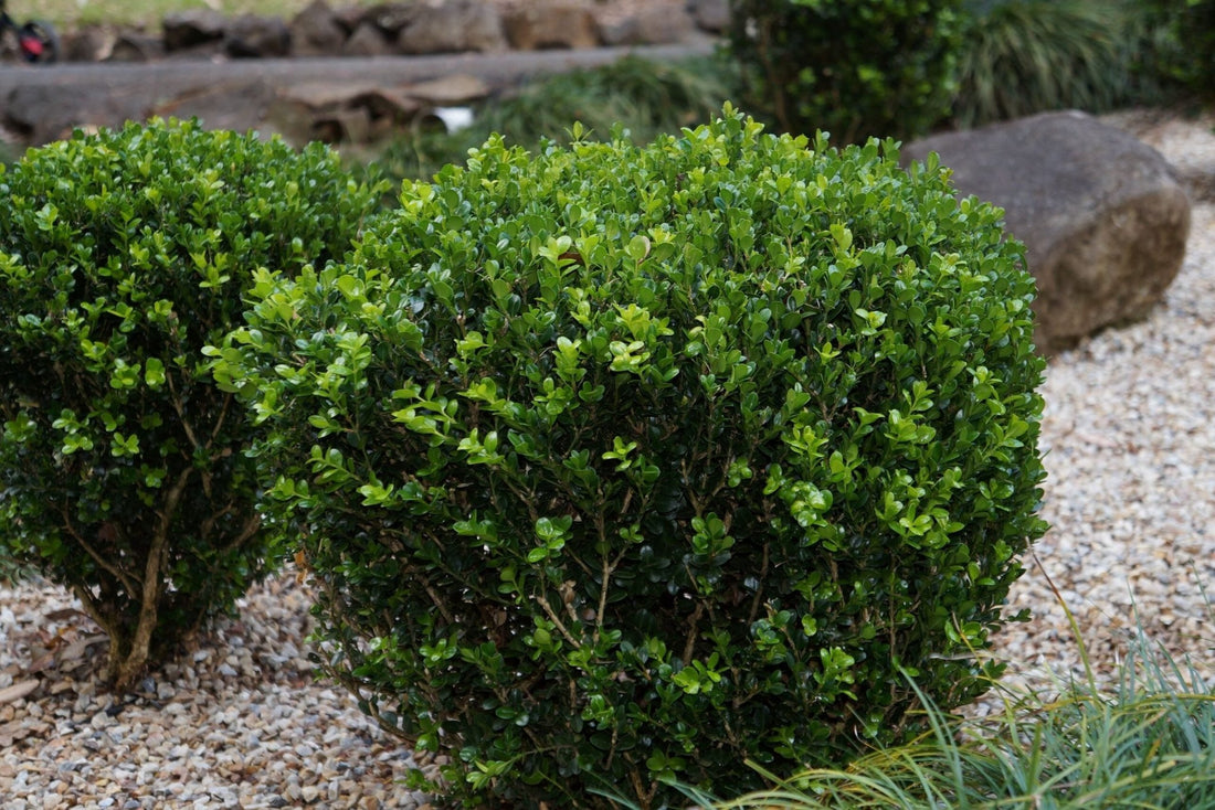 Common Box English (Buxus sempervirens) - Ladybird Nursery