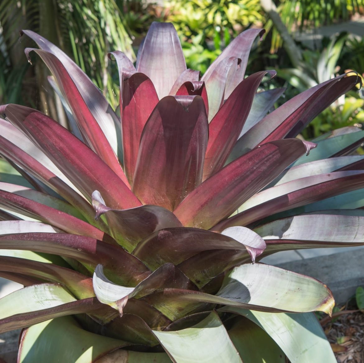 Imperial Bromeliad Divine Plum (Alcantarea imperialis)