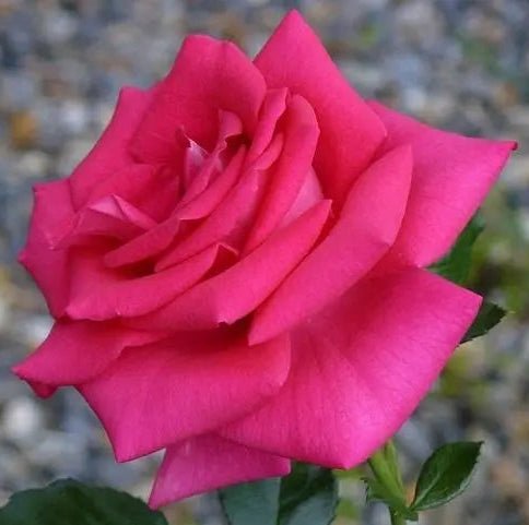 Rose ‘In Appreciation’ - Large - Ladybird Nursery