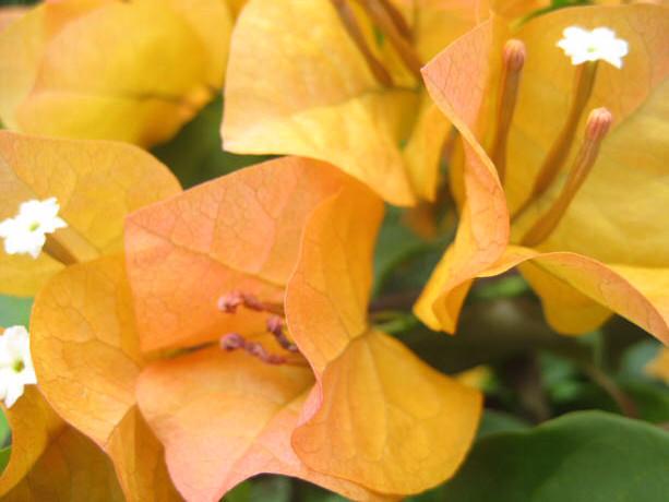 Bougainvillea Inca Gold (Bougainvillea glabra) - Ladybird Nursery