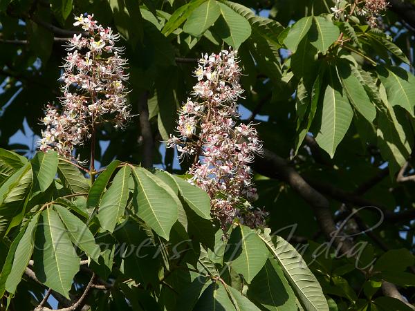 Indian Horse Chestnut (Aesculus indica)