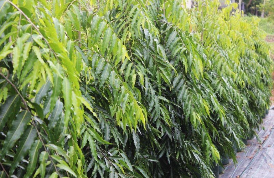 Indian Mast Tree - Ladybird Nursery