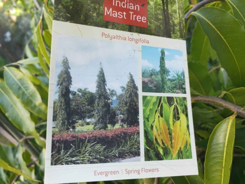 Indian Mast Tree Plant – Buy Now! – Ladybird Nursery