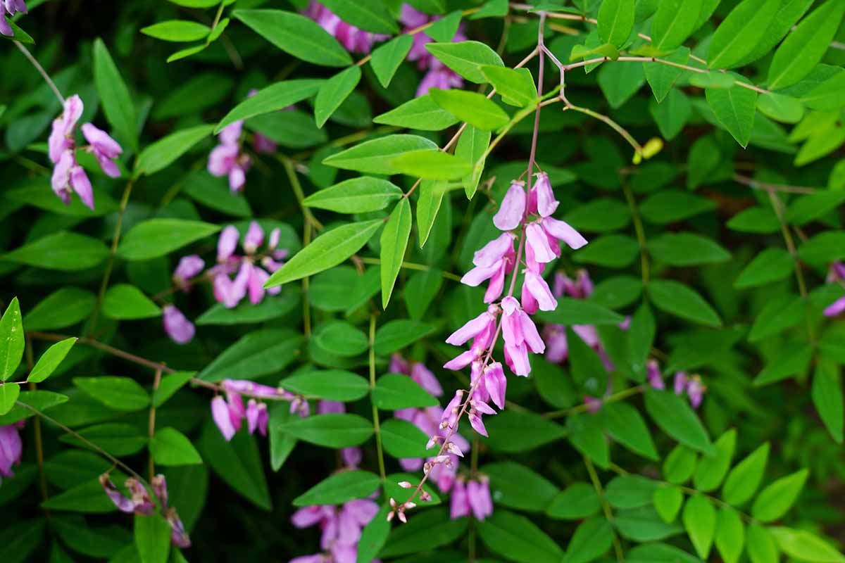 Chinese Indigo (Indigofera decora) - Ladybird Nursery