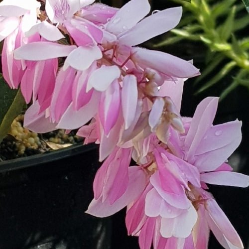 Indigo (Indigofera decora) - Ladybird Nursery