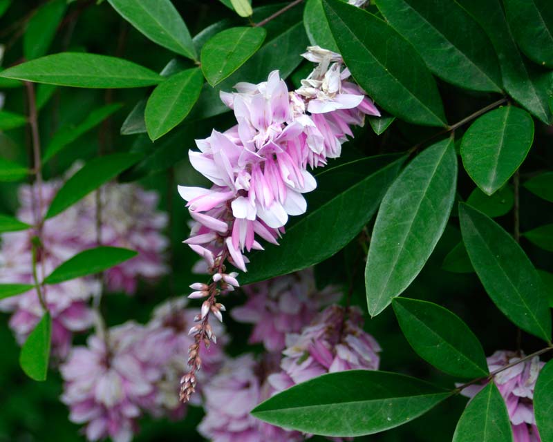 Indigo (Indigofera decora)