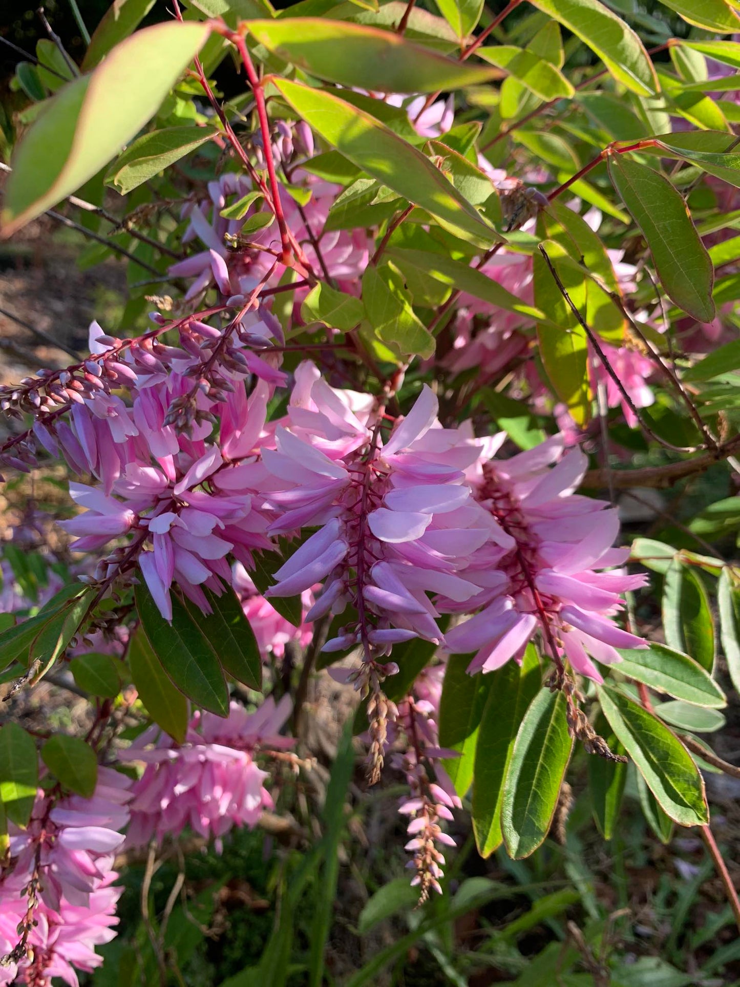Chinese Indigo (Indigofera decora)