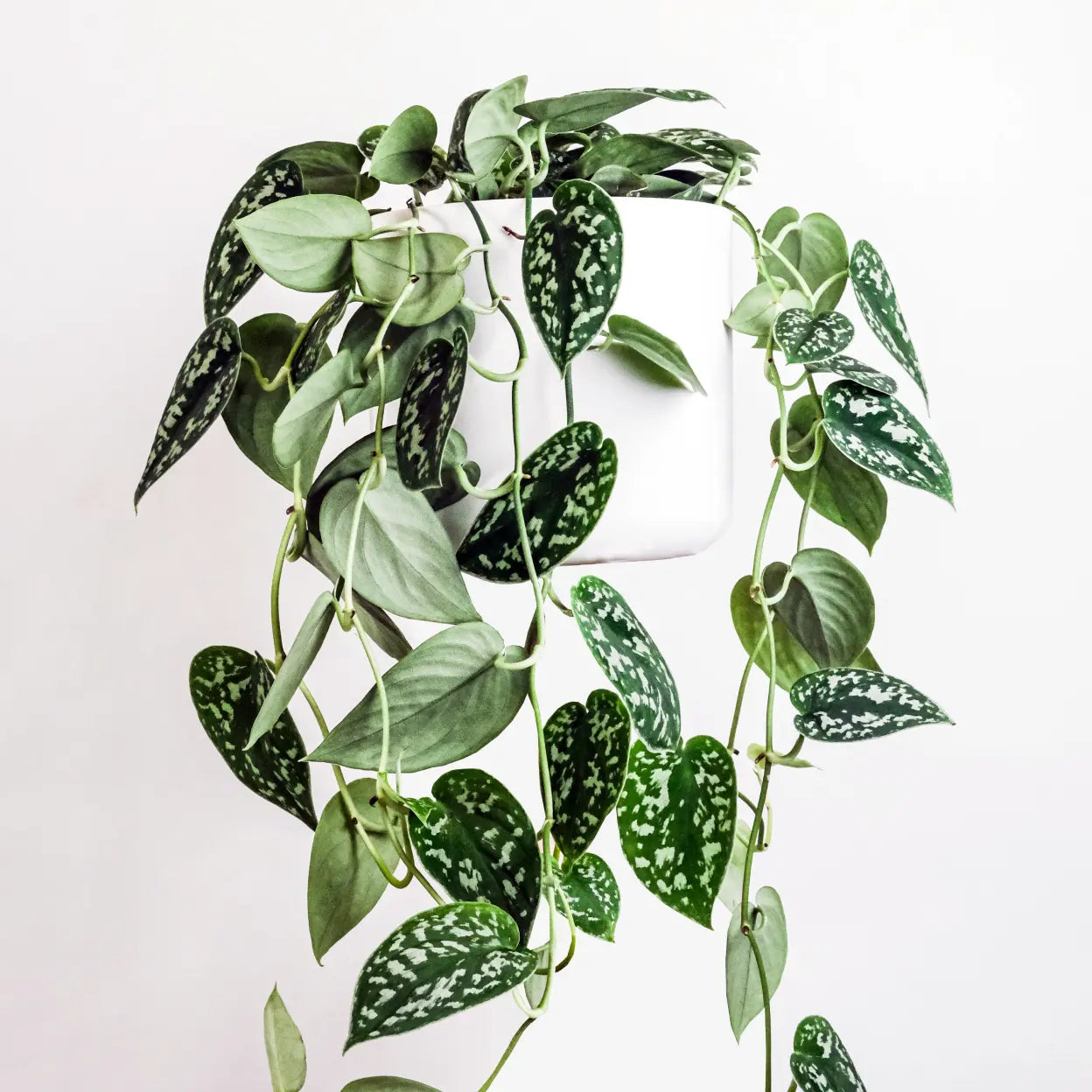 Azalea Troys Triumph