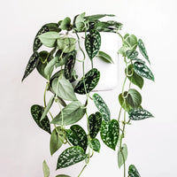 Azalea Troys Triumph