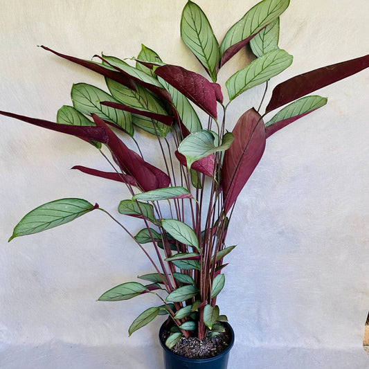 Ctenanthe Grey Star (Ctenanthe setosa)