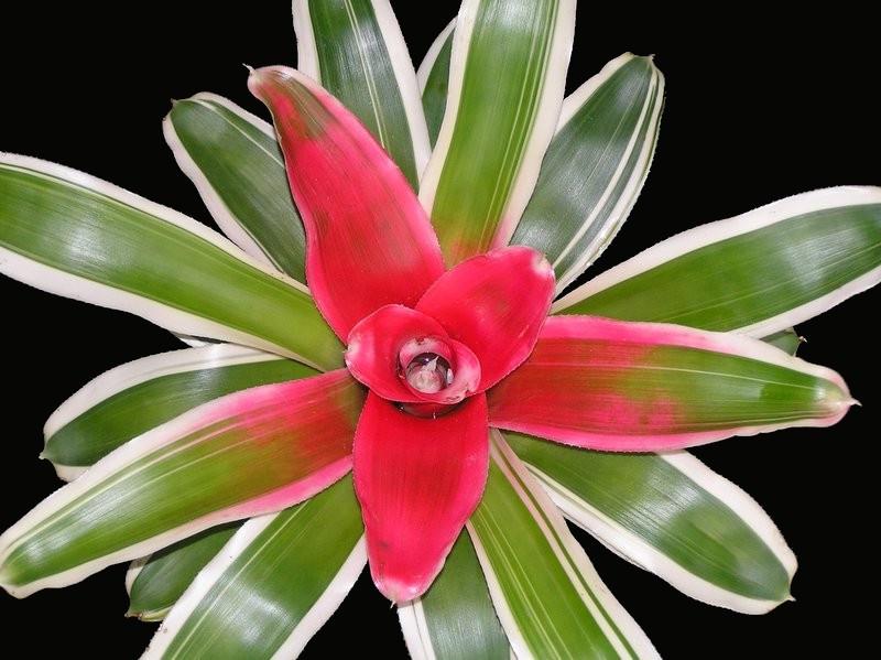 Bromeliad Inferno (Neoregelia) - Ladybird Nursery