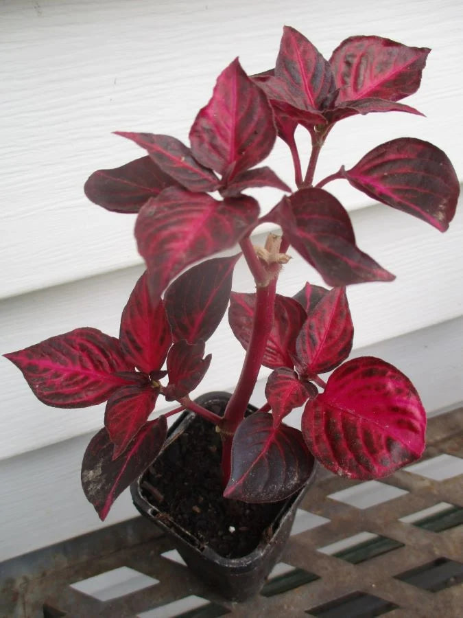 Bloodleaf Assorted (Iresine spp.)