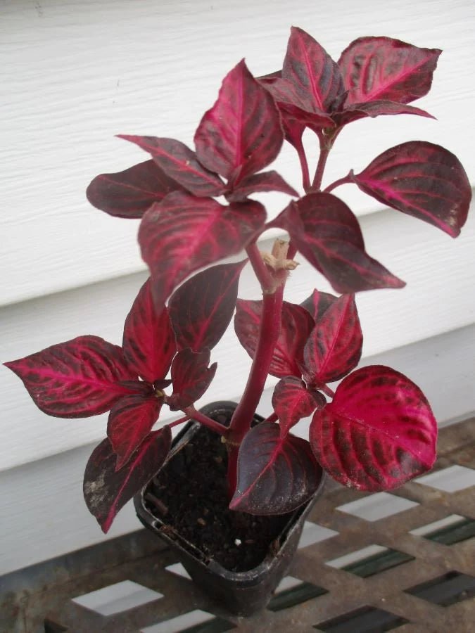 Bloodleaf Assorted (Iresine spp.) - Ladybird Nursery