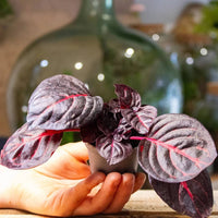 Bloodleaf Assorted (Iresine spp.) - Ladybird Nursery