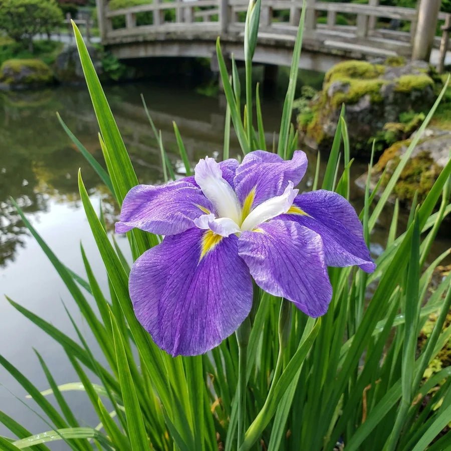 Louisiana Iris 'Mauve' - Ladybird Nursery