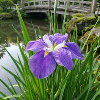 Louisiana Iris 'Mauve' - Ladybird Nursery