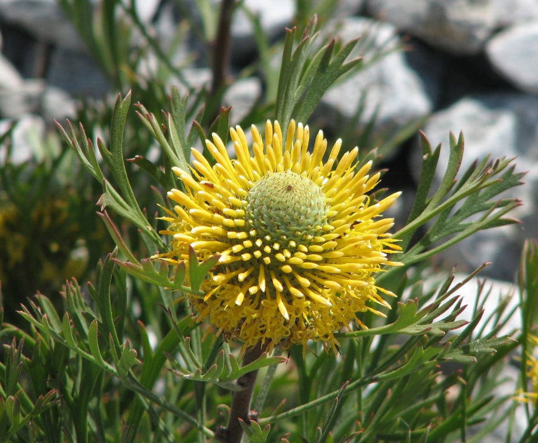 Dwarf Broad - leaf Drumstick (Isopogon anemonifolius) - Ladybird Nursery