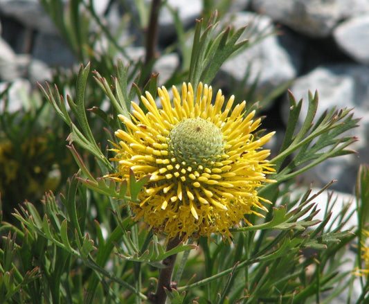 Dwarf Broad - leaf Drumstick (Isopogon anemonifolius) - Ladybird Nursery