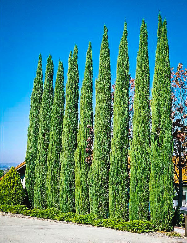 Italian Cypress (Cupressus sempervirens)