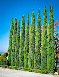 Italian Cypress (Cupressus sempervirens) - Ladybird Nursery