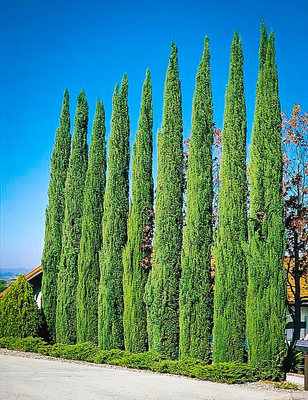 Italian Cypress (Cupressus sempervirens) - Ladybird Nursery