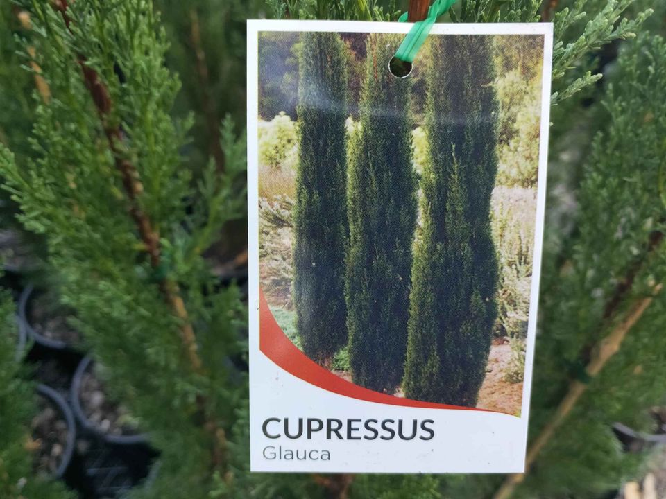 Italian Pencil Pines - Ladybird Nursery