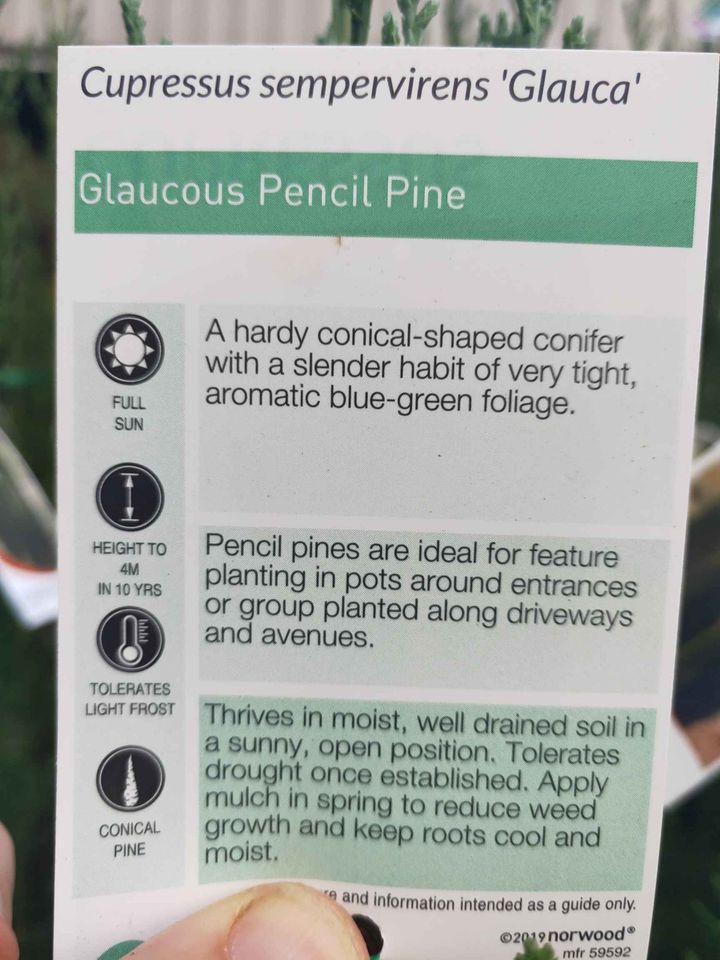 Italian Pencil Pines - Ladybird Nursery