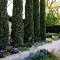 True Pencil Pine (Cupressus sempervirens 'Stricta') - Ladybird Nursery