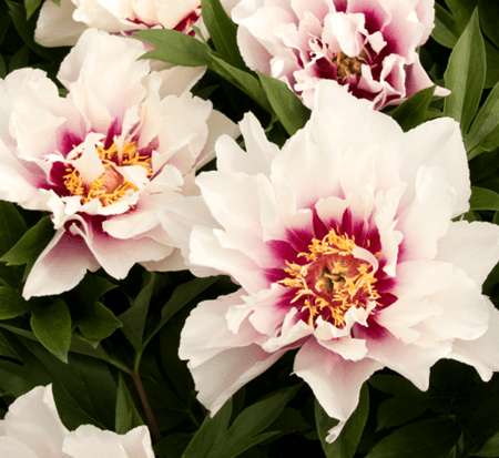 Itoh Peony Luxuriant (Paeonia)