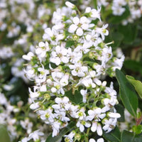 Escallonia (Escallonia Iveyi)