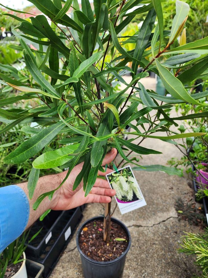 Ivory Curl Flower Tree 140mm pot (Buckinghamia celsissima) - Ladybird Nursery