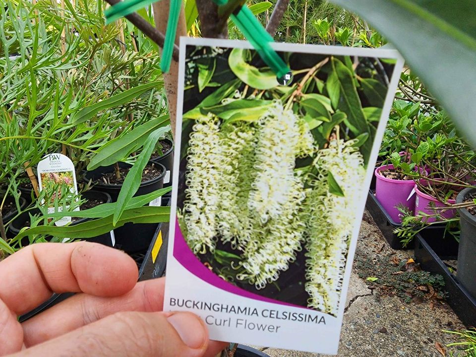 Ivory Curl Flower Tree 250mm Pot (Buckinghamia celsissima) (Pickup Only)